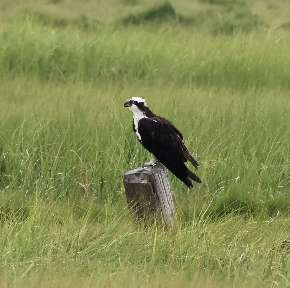 Osprey - ML622054646