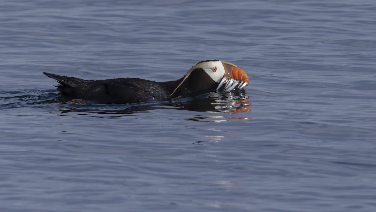 Tufted Puffin - ML622054648
