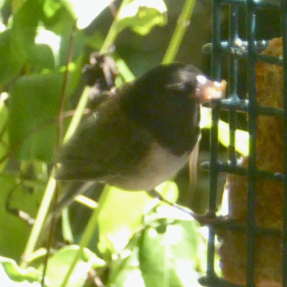 Chestnut-backed Chickadee - ML622054650