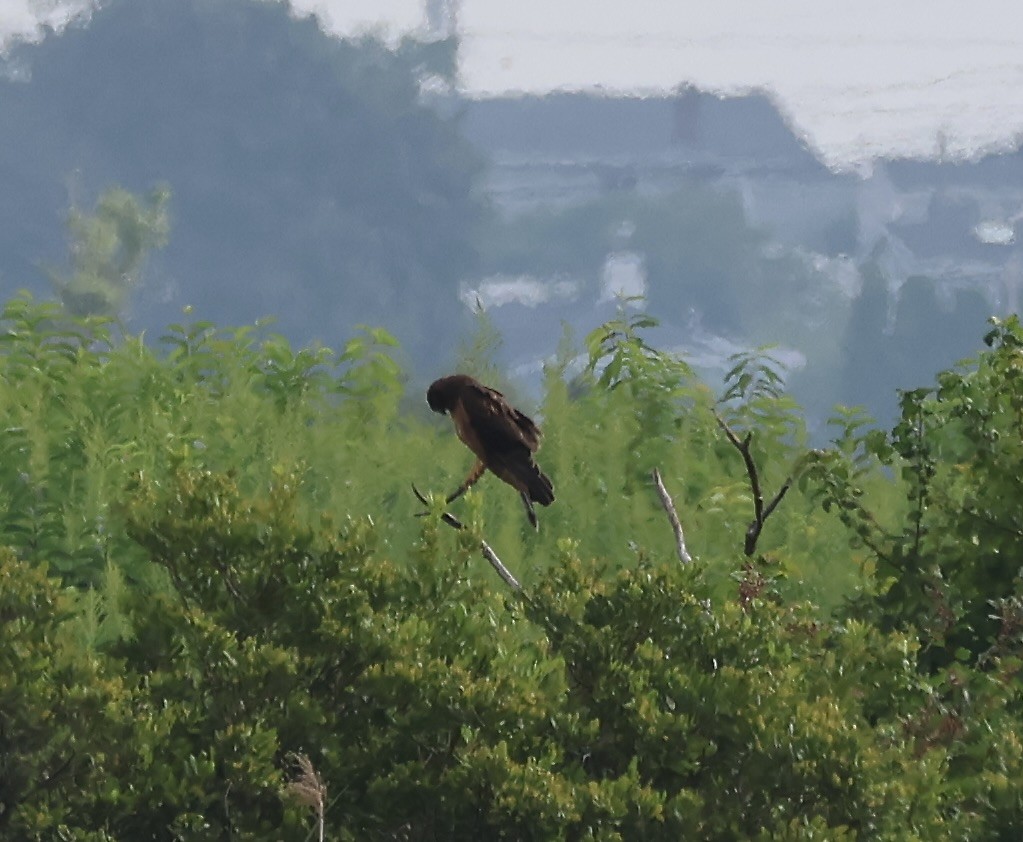 Northern Harrier - Margo Goetschkes