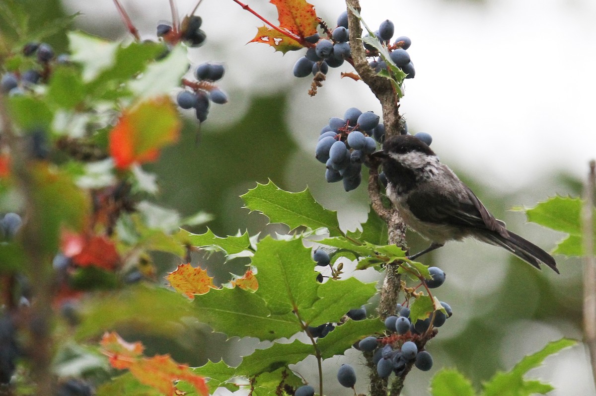 Black-capped Chickadee - ML622054664