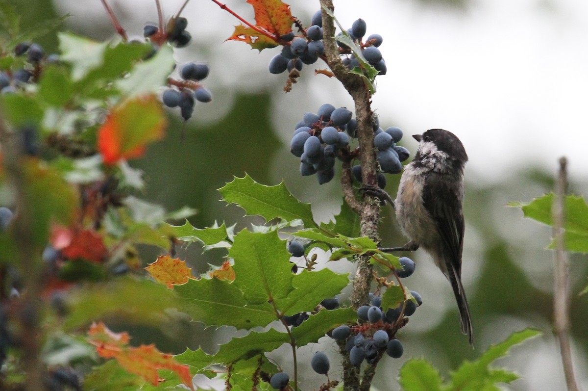 Black-capped Chickadee - naomi h