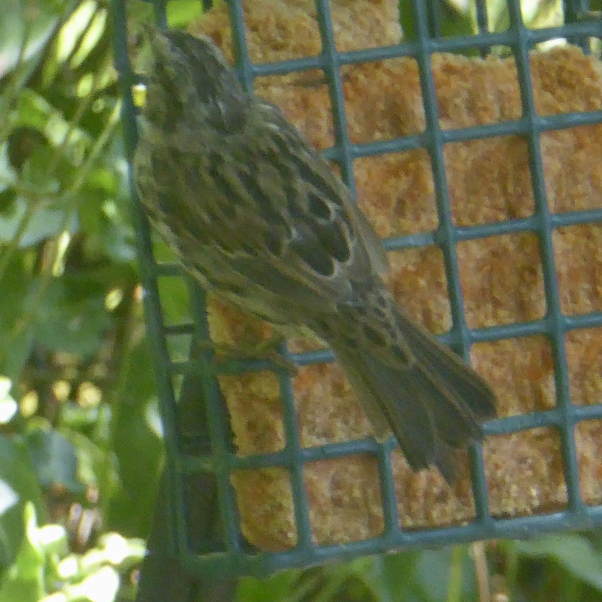 Song Sparrow - ML622054668