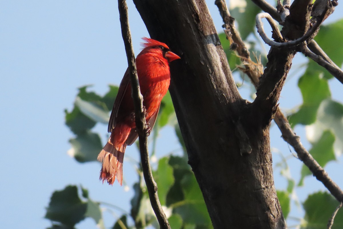 Northern Cardinal - ML622054671