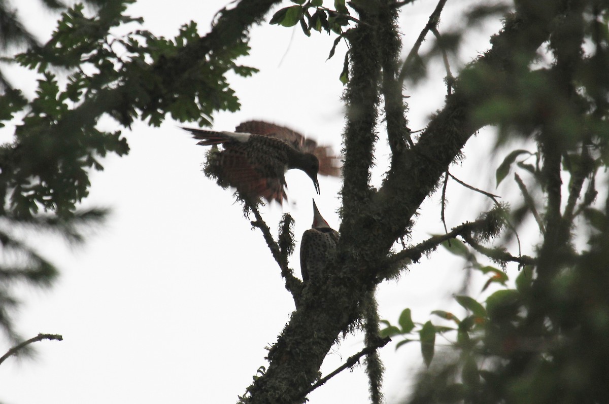 Northern Flicker (Red-shafted) - ML622054672