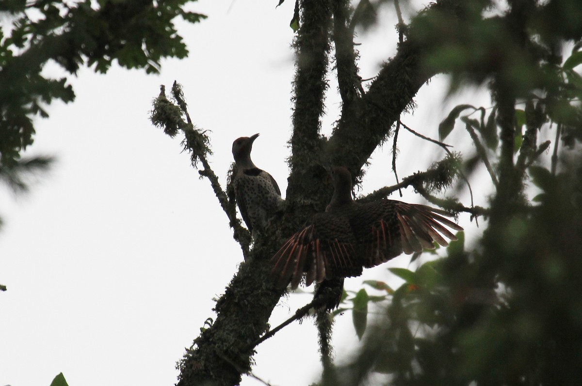 Northern Flicker (Red-shafted) - ML622054673