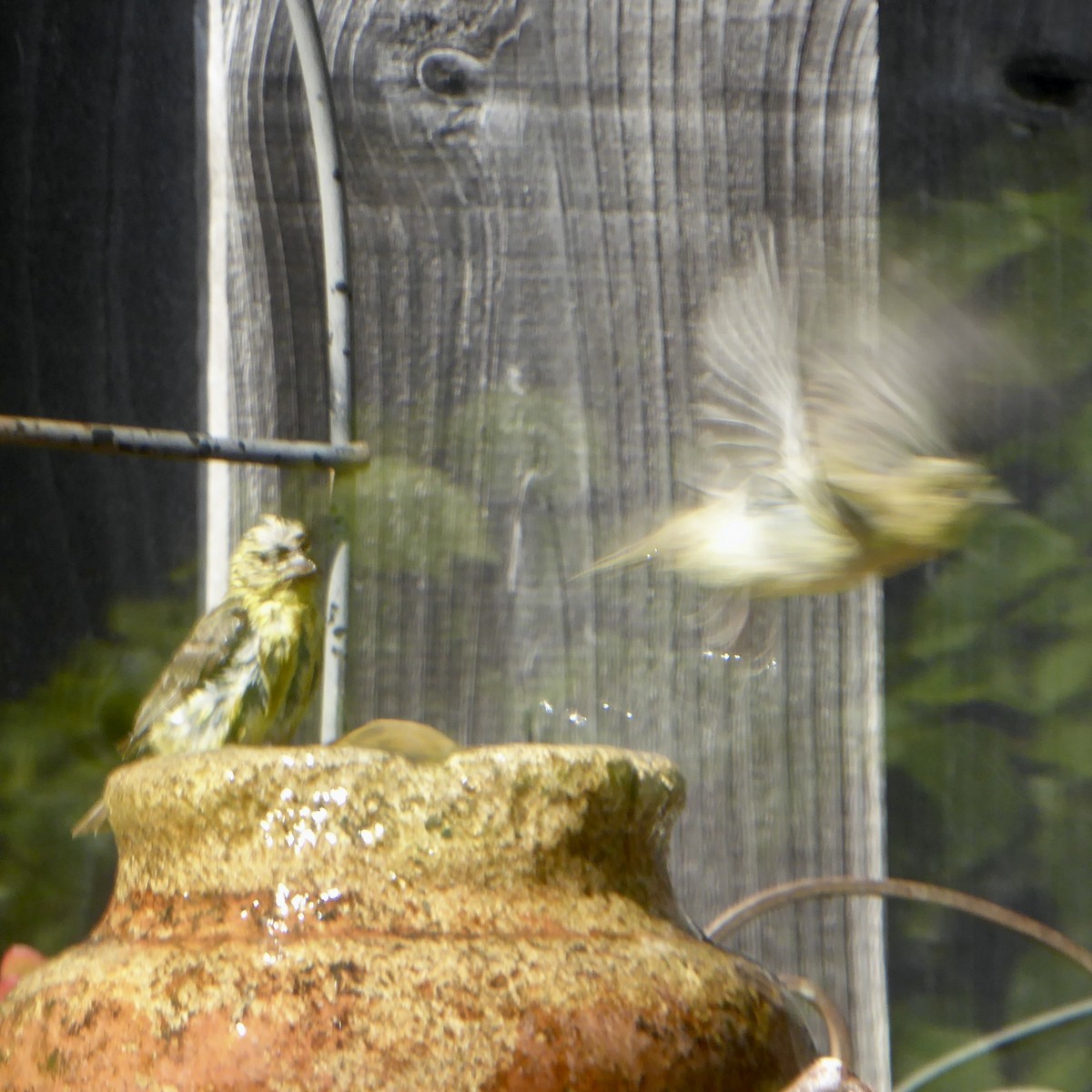 Lesser Goldfinch - ML622054674