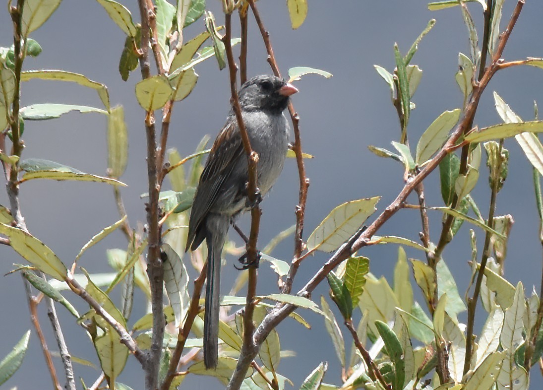 Black-chinned Sparrow - ML622054676