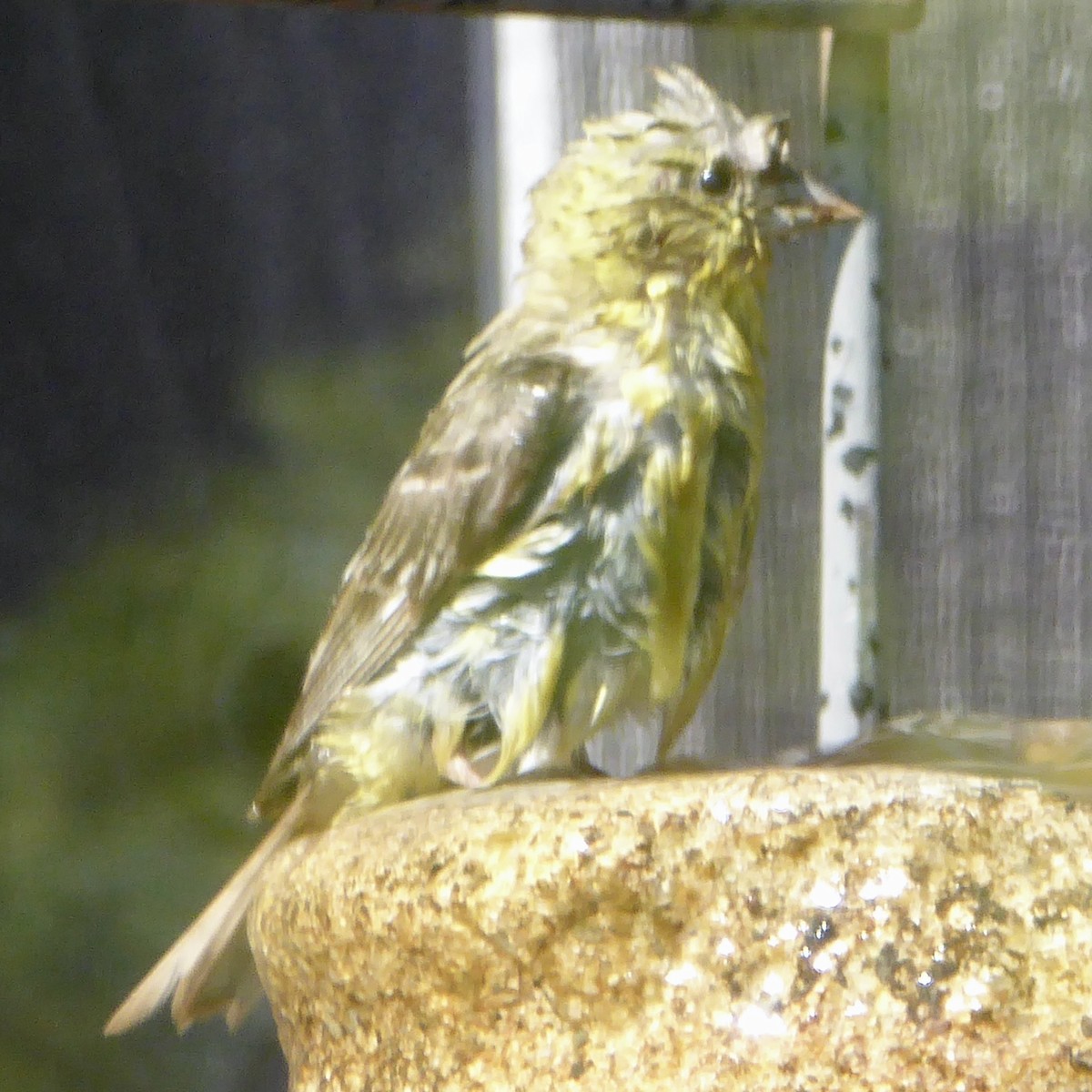 Lesser Goldfinch - ML622054677