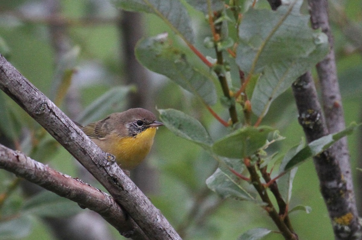 Common Yellowthroat - ML622054678