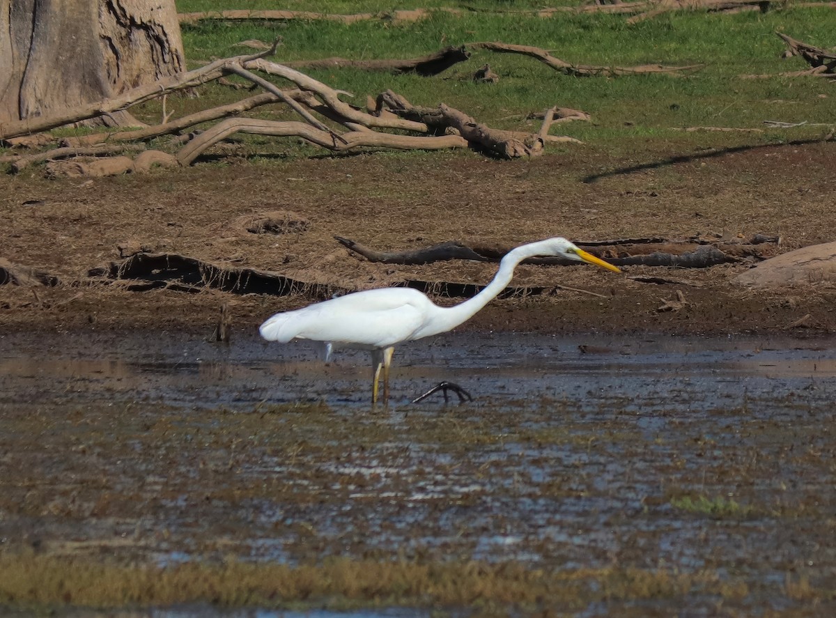 Great Egret - ML622054680