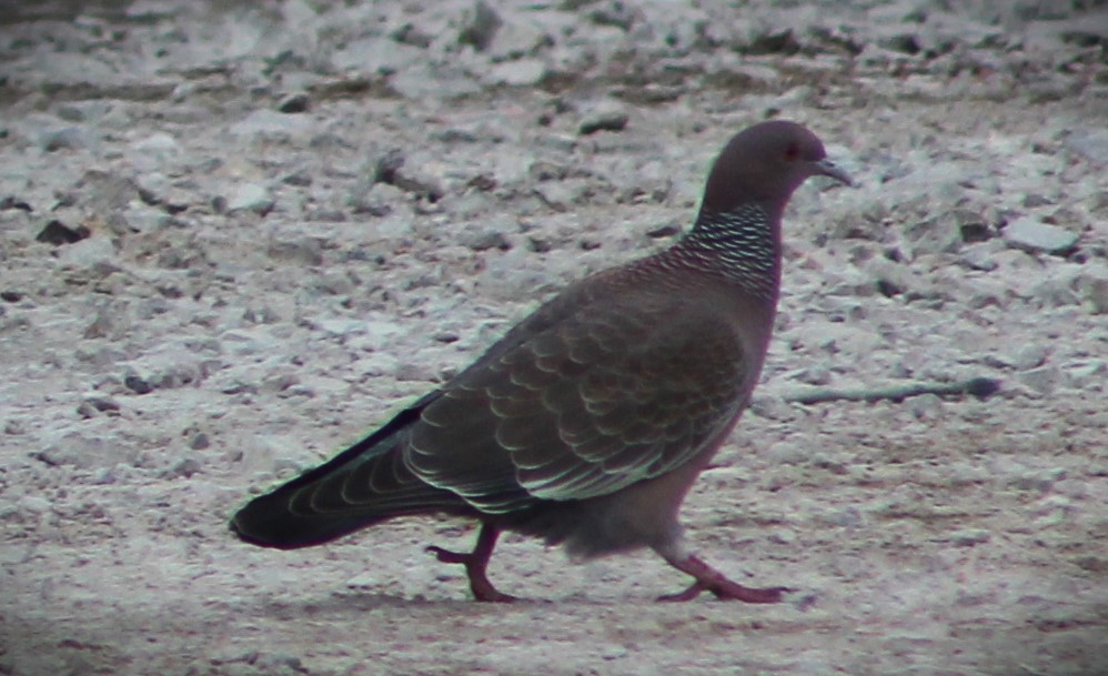 Picazuro Pigeon - ML622054681