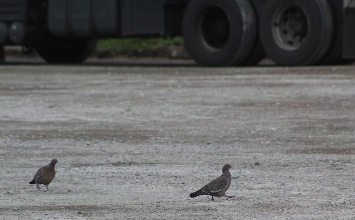 Picazuro Pigeon - ML622054682