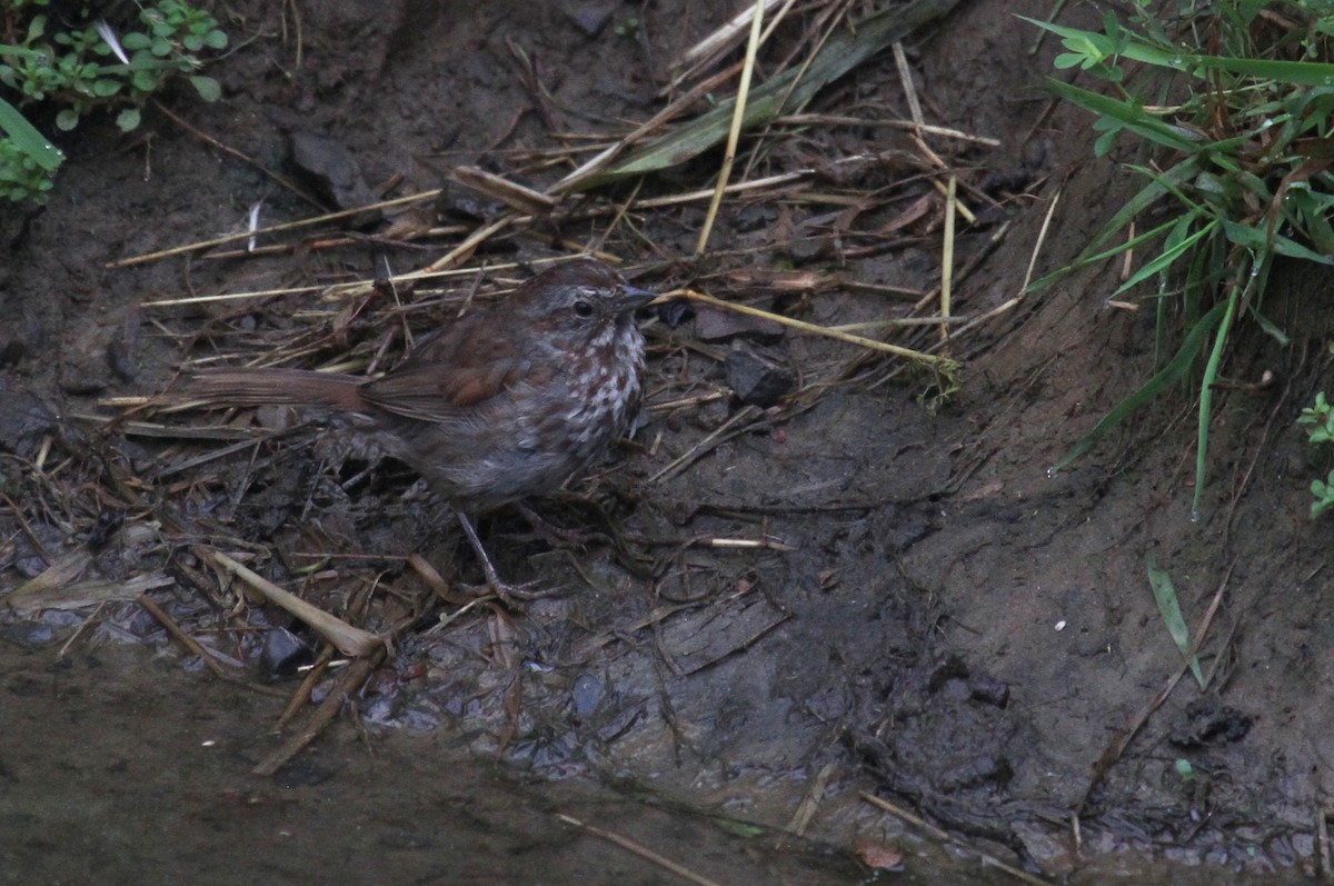 Song Sparrow - naomi h