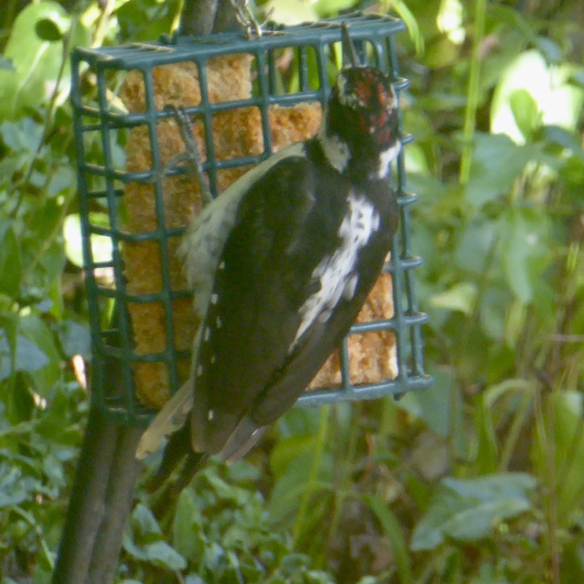 Hairy Woodpecker - ML622054685