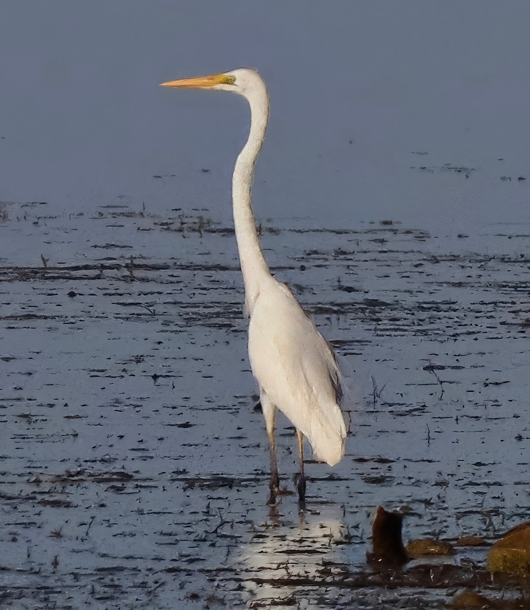 Great Egret - ML622054686