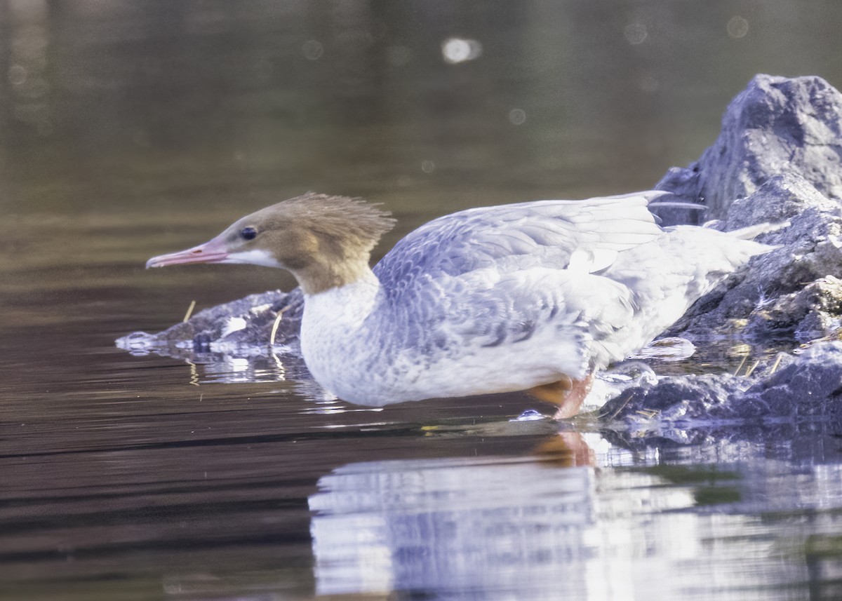 Common Merganser - ML622054687