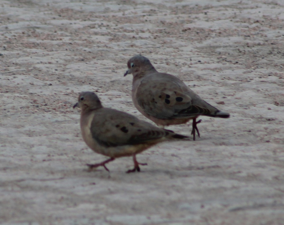 Eared Dove - ML622054689