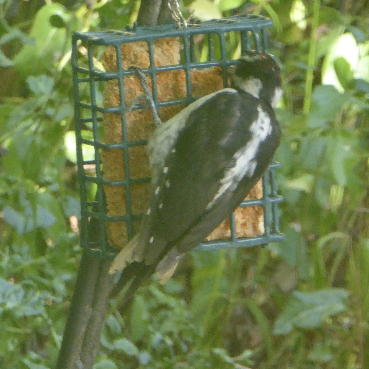 Hairy Woodpecker - ML622054691