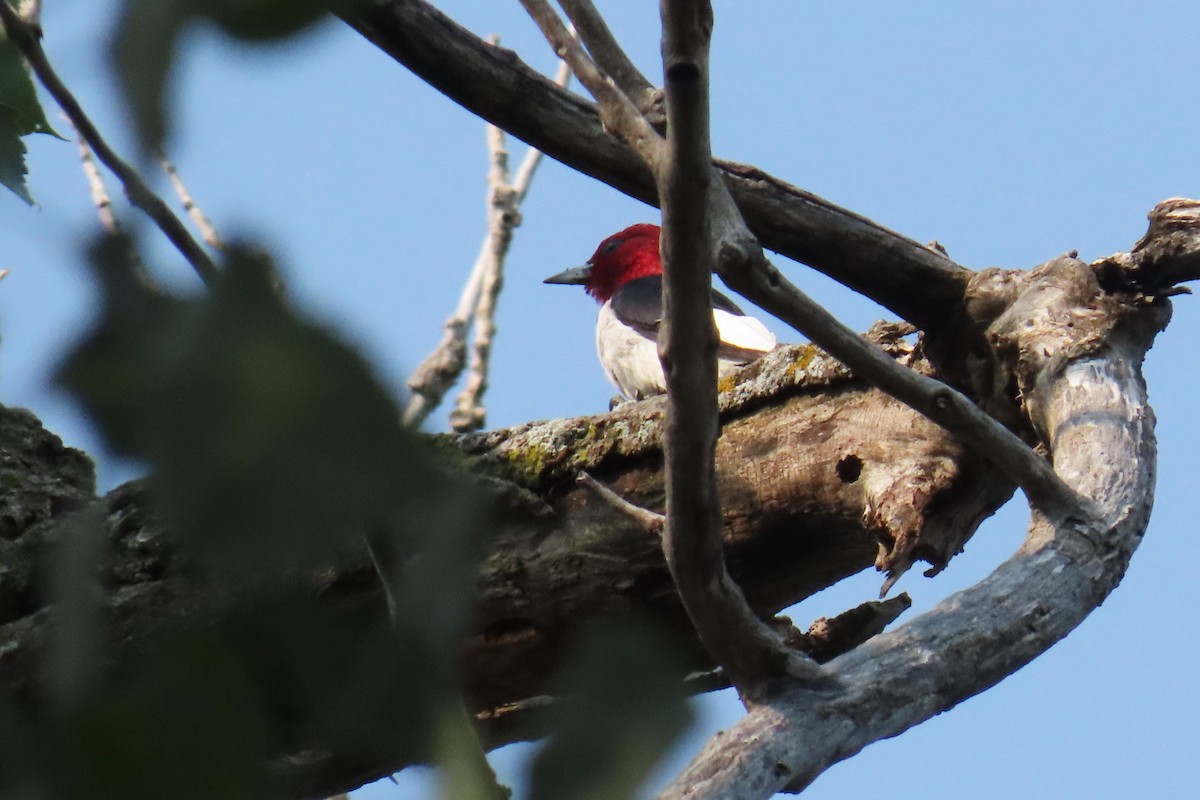 Red-headed Woodpecker - ML622054692