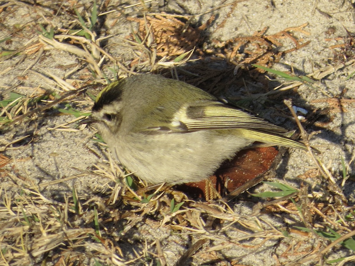 Golden-crowned Kinglet - ML622054694