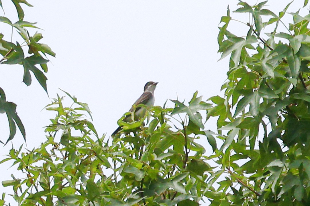 Eastern Kingbird - ML622054695