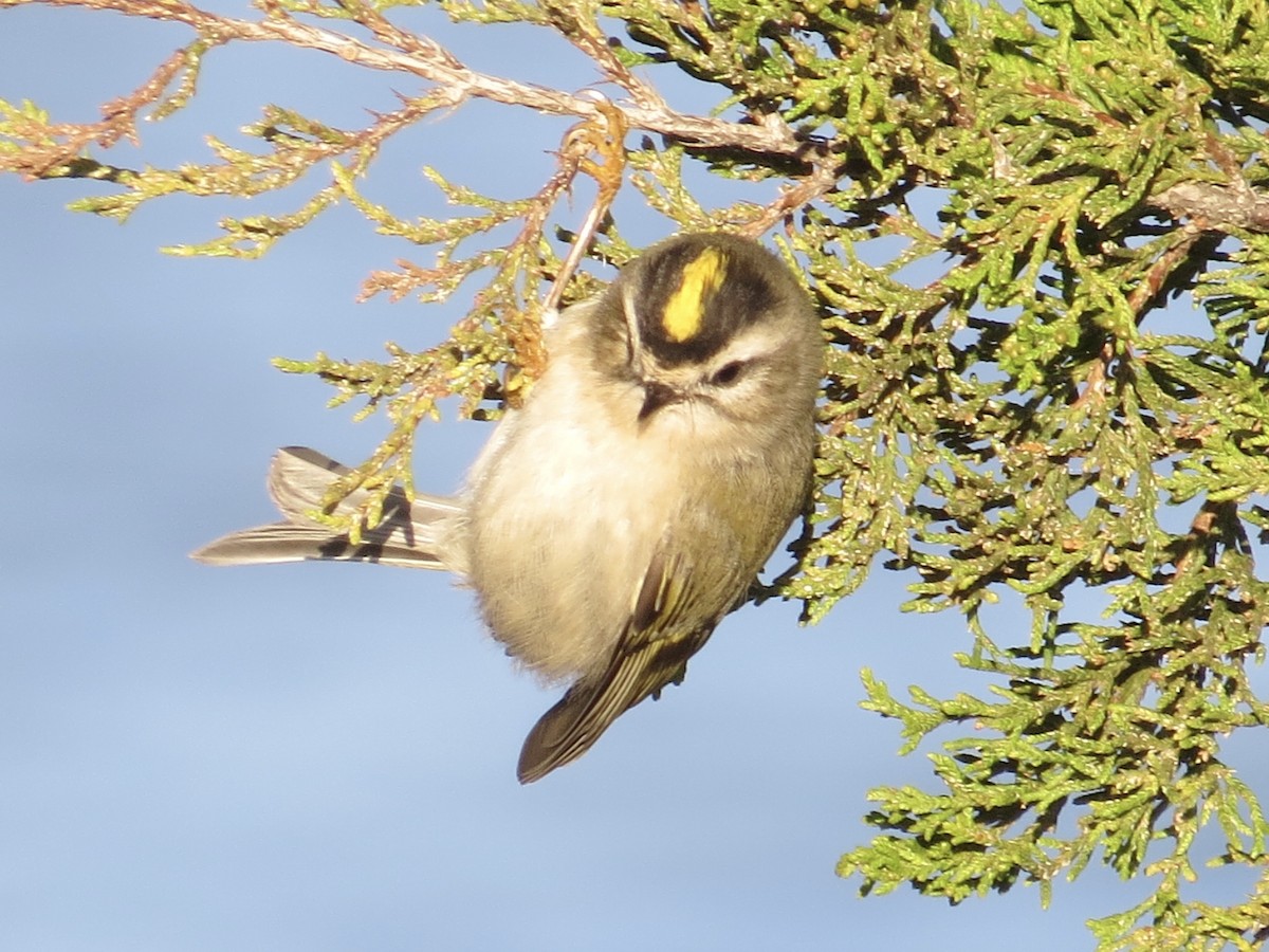 Golden-crowned Kinglet - ML622054697