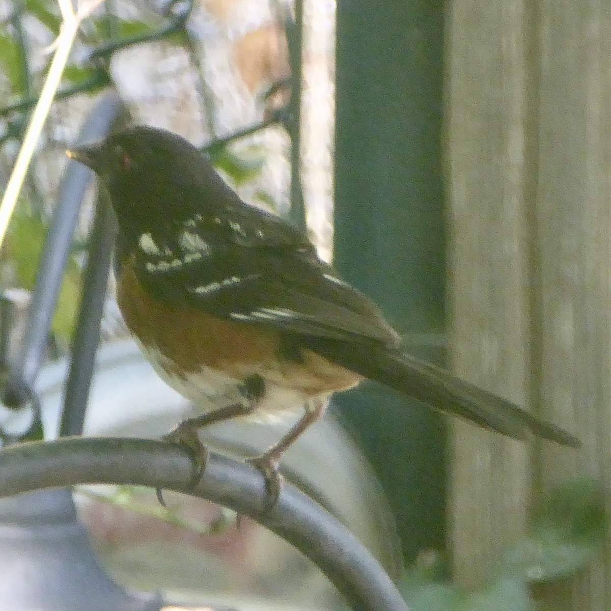 Spotted Towhee - ML622054698