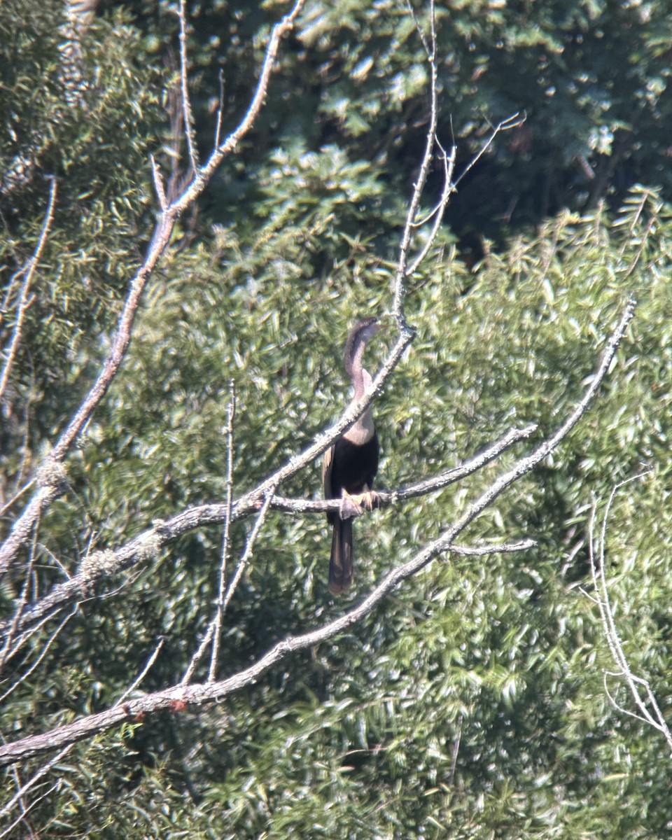 Anhinga d'Amérique - ML622054706