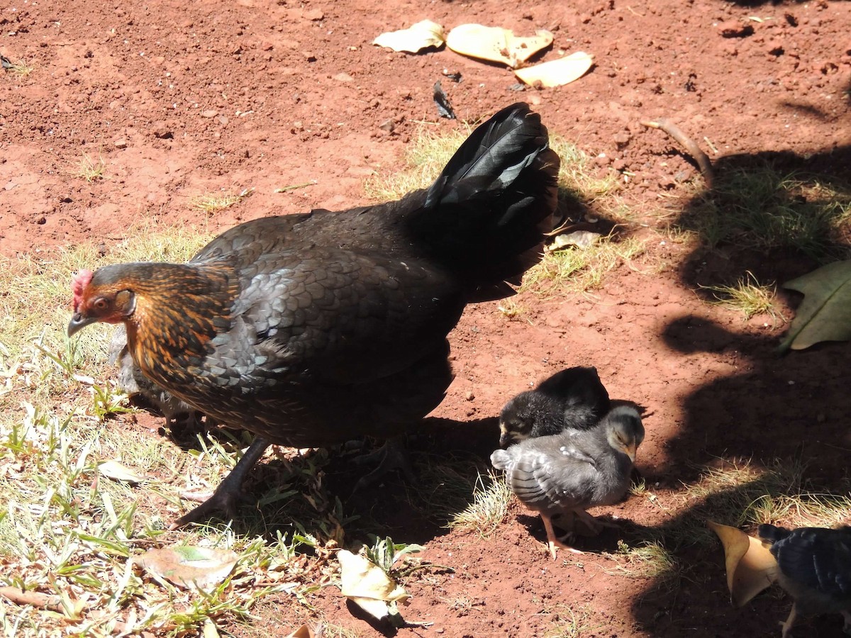 Red Junglefowl (Domestic type) - ML622054740