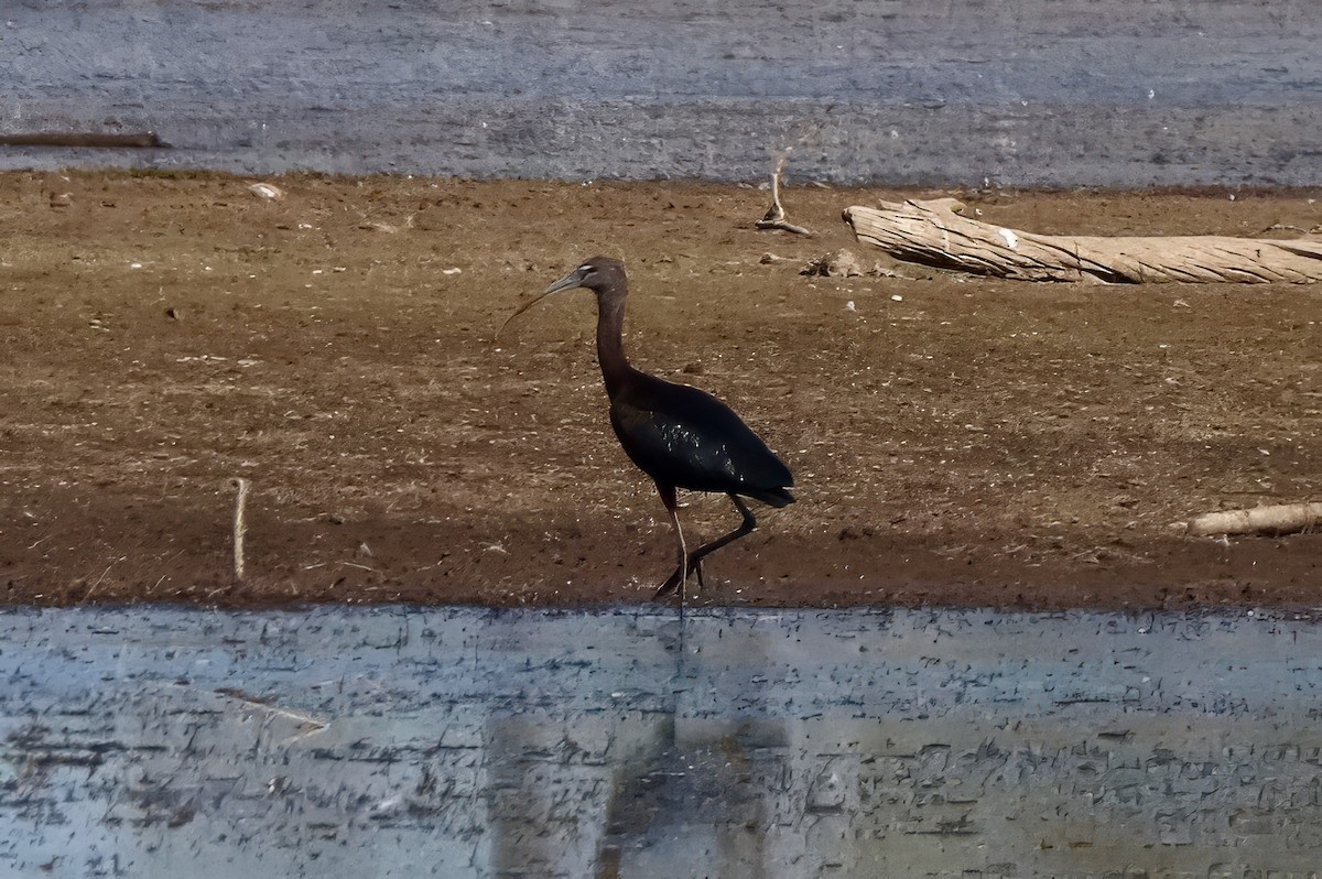 ibis hnědý - ML622054778