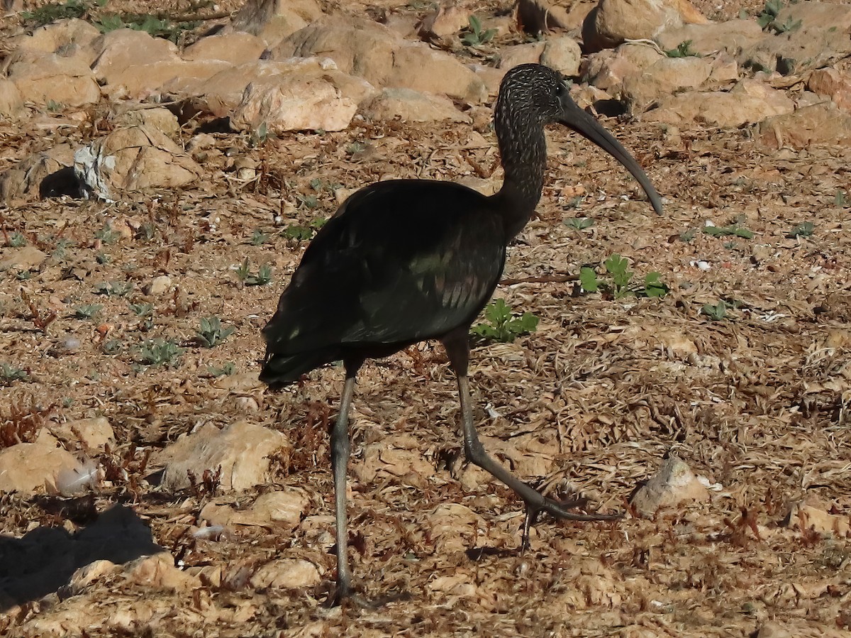 ibis hnědý - ML622054781