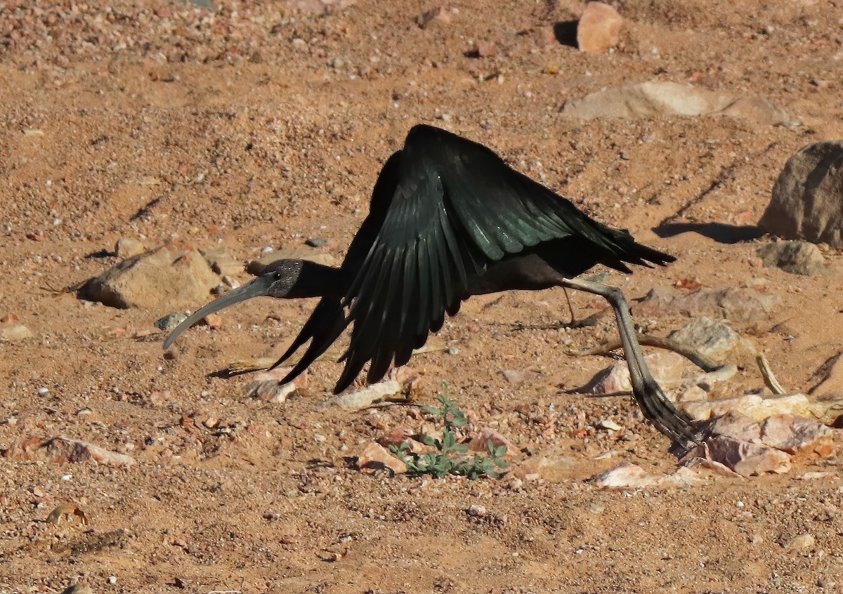 ibis hnědý - ML622054783