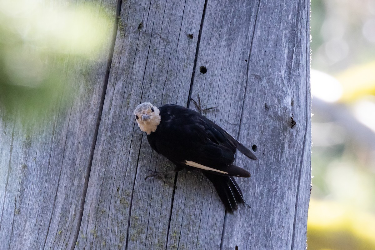 White-headed Woodpecker - ML622054791