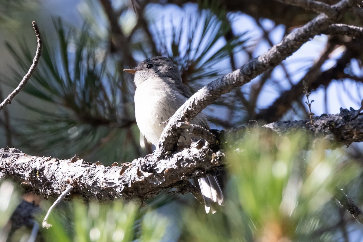 Dusky Flycatcher - ML622054811