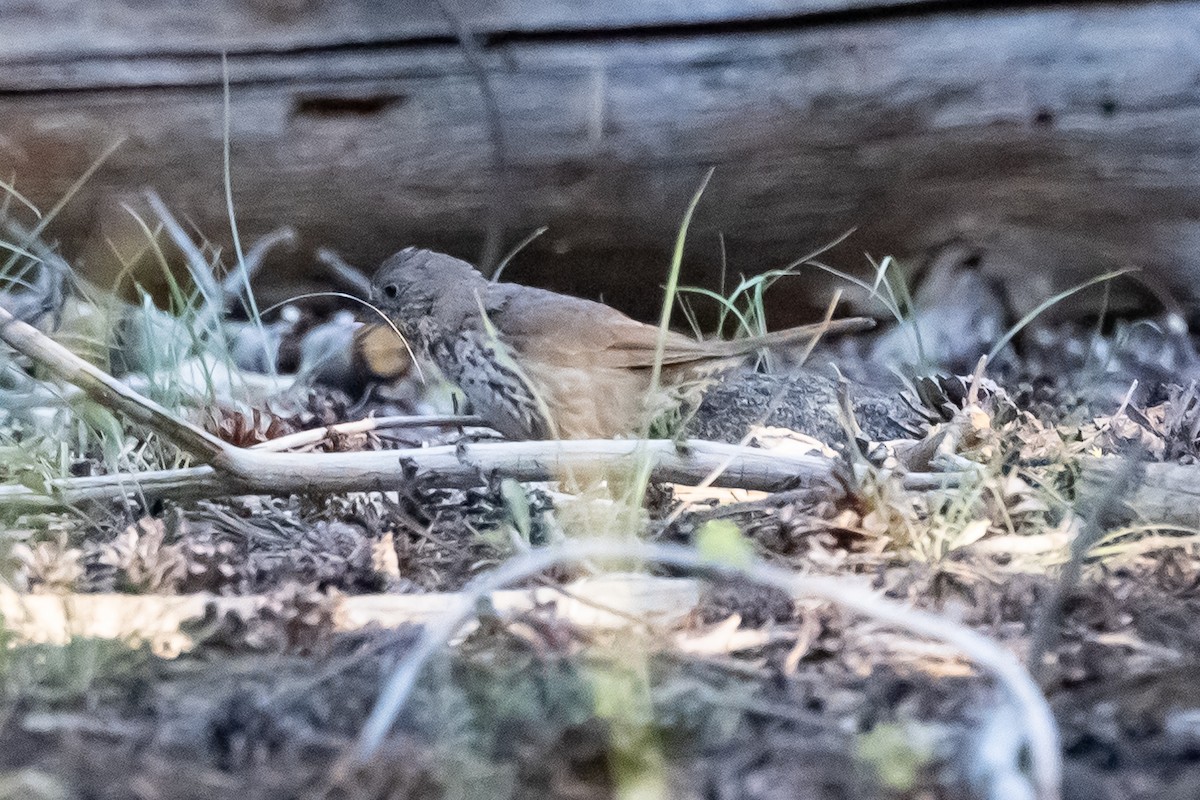 Fox Sparrow (Thick-billed) - Beatriz Hernandez