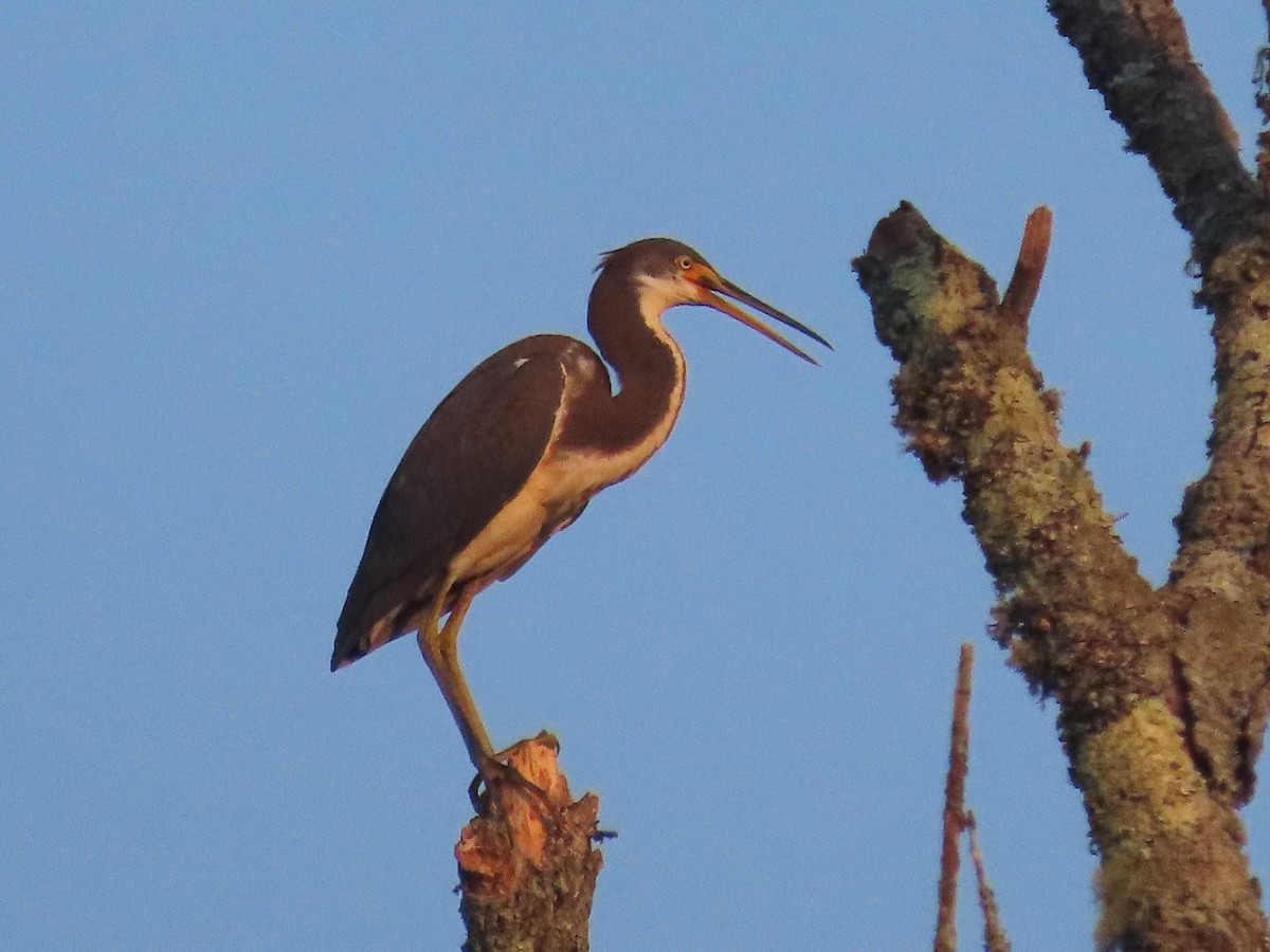 Tricolored Heron - ML622054848