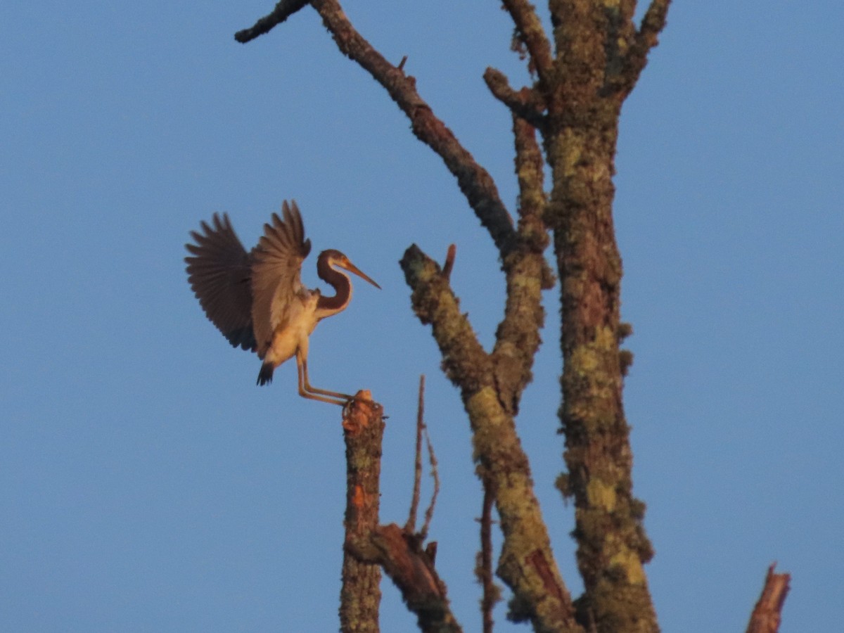 Tricolored Heron - ML622054849