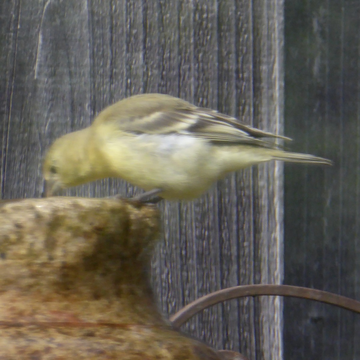 Lesser Goldfinch - ML622054850