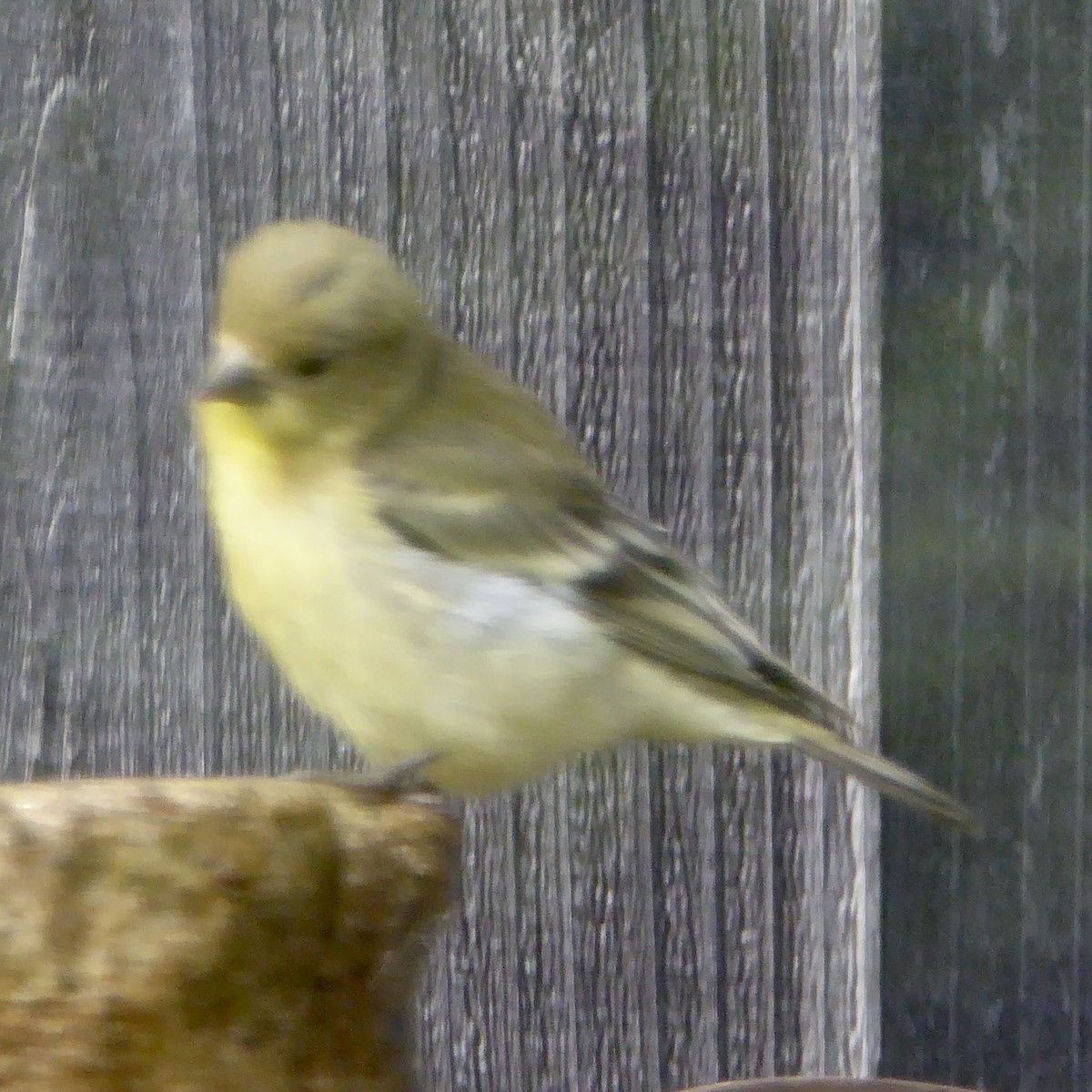 Lesser Goldfinch - ML622054852