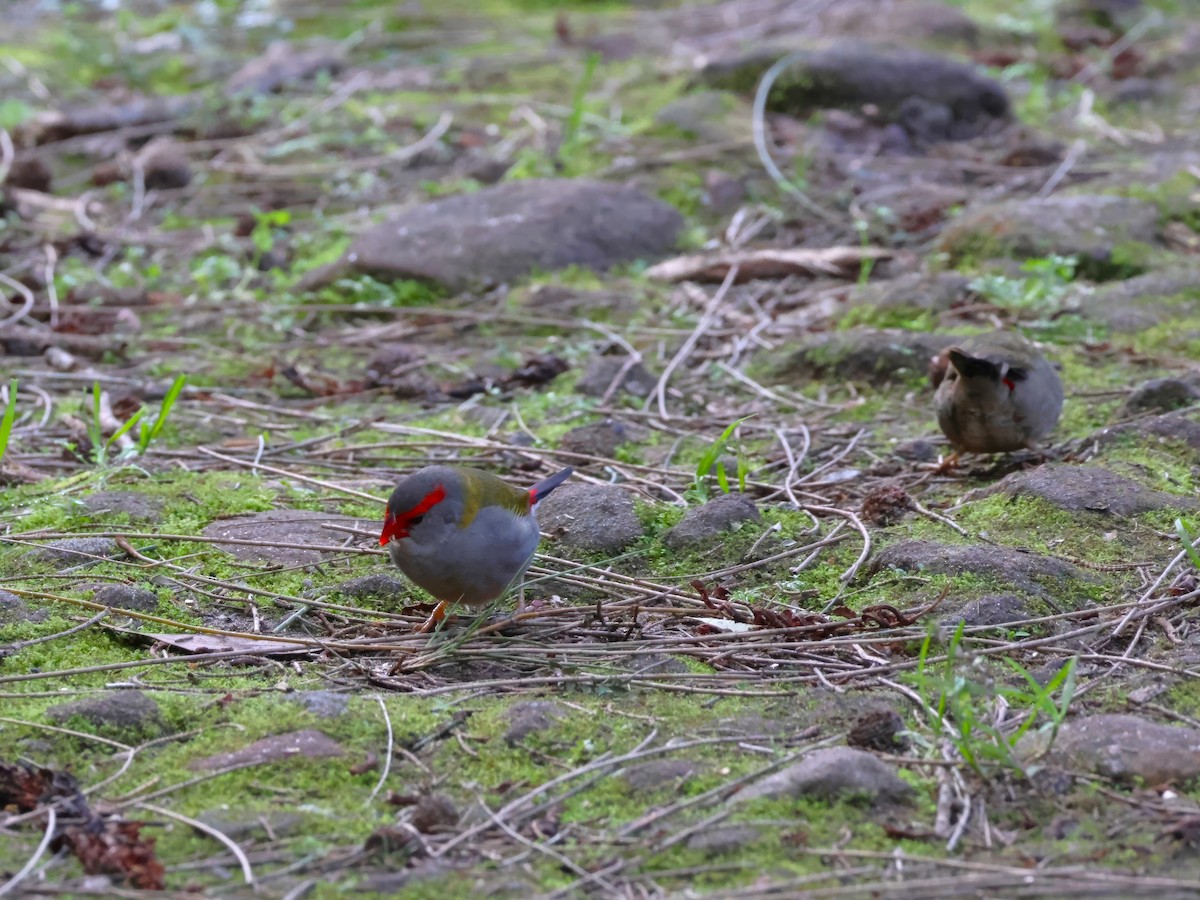 Red-browed Firetail - ML622054853