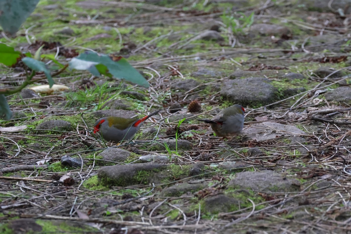 Red-browed Firetail - ML622054854