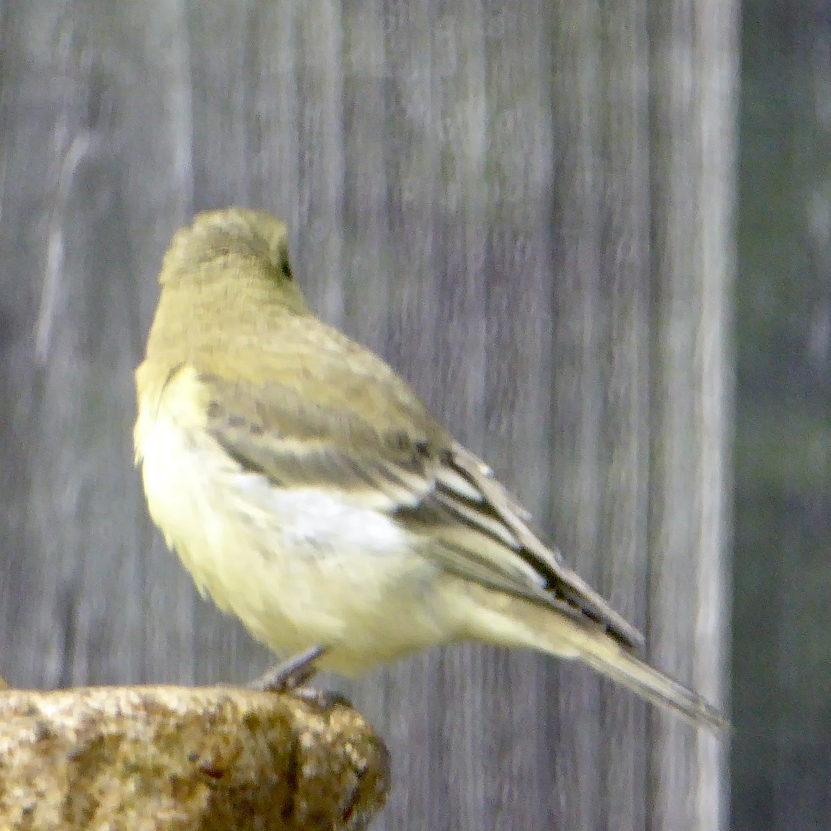 Lesser Goldfinch - ML622054855