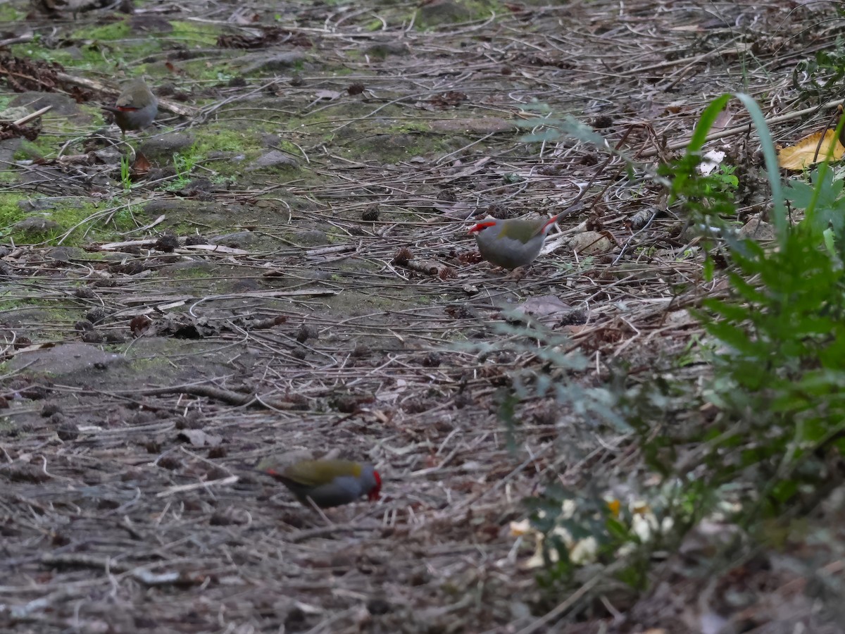 Red-browed Firetail - ML622054856