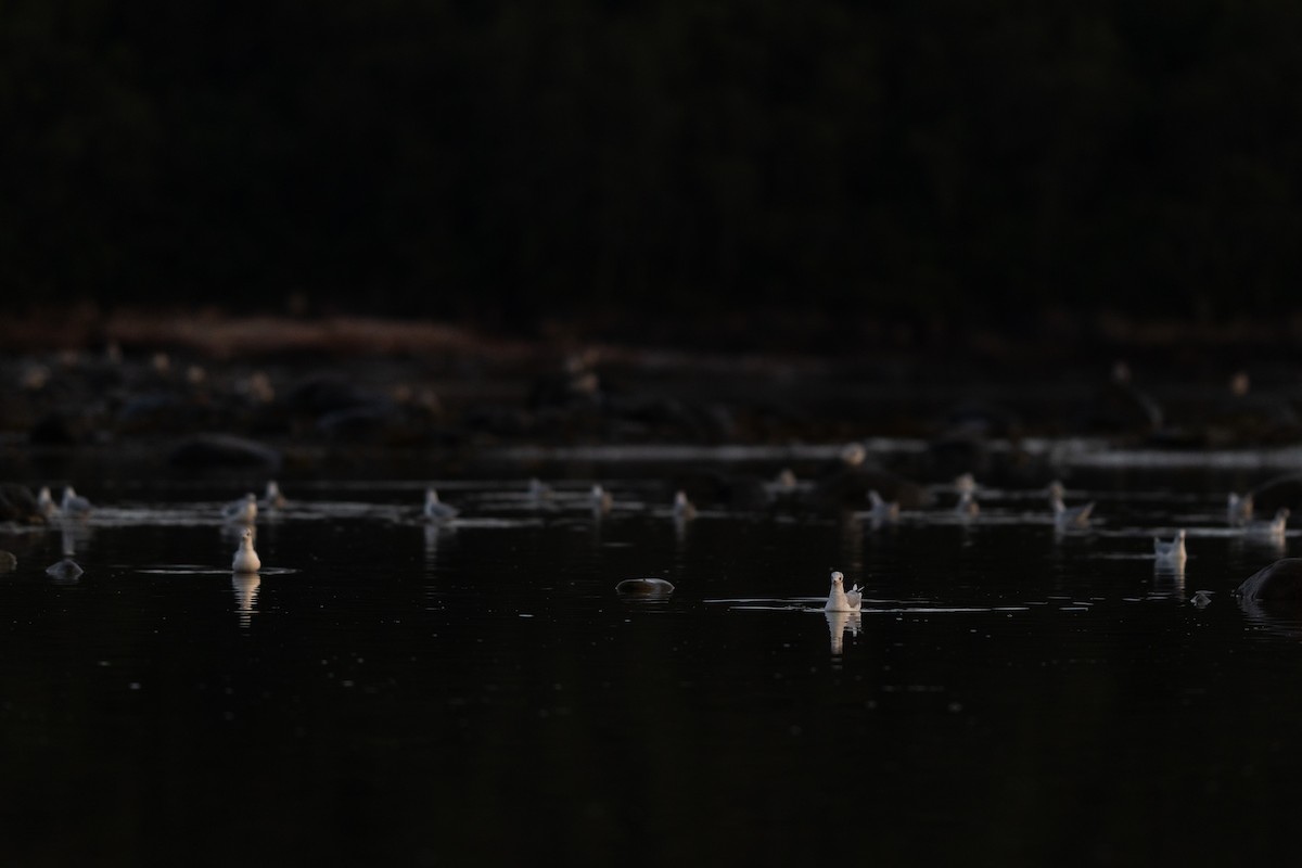 Bonaparte's Gull - ML622054857