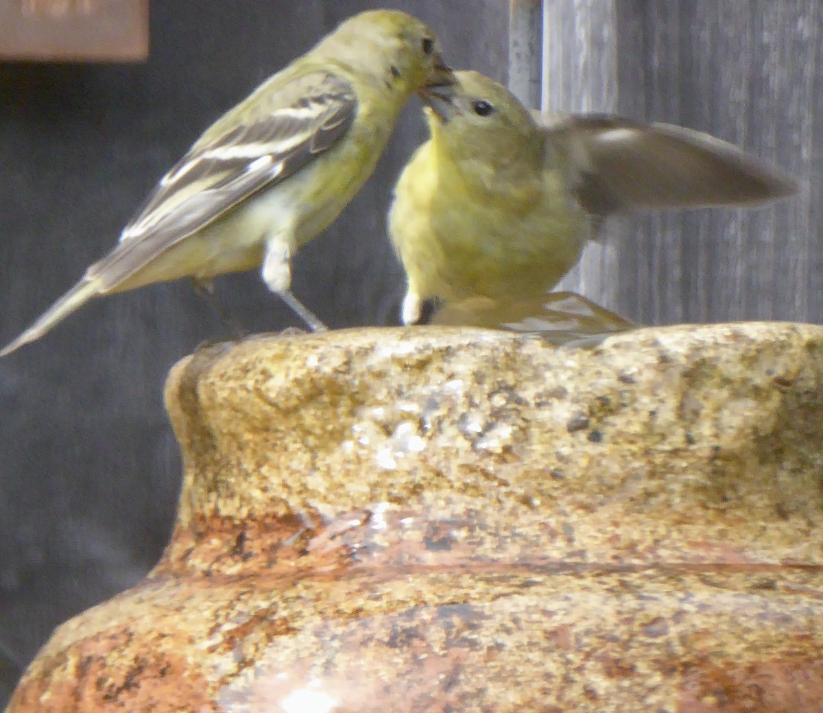 Lesser Goldfinch - ML622054859