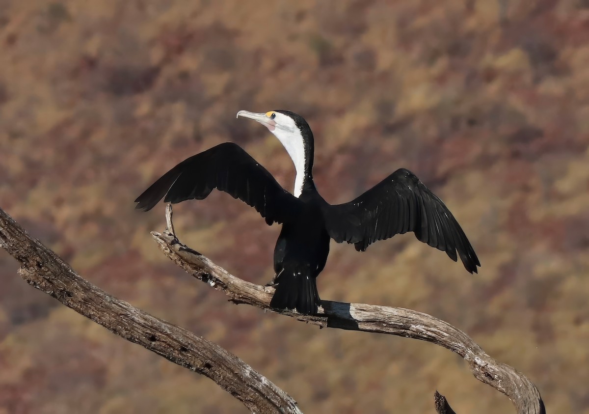 Pied Cormorant - ML622054860