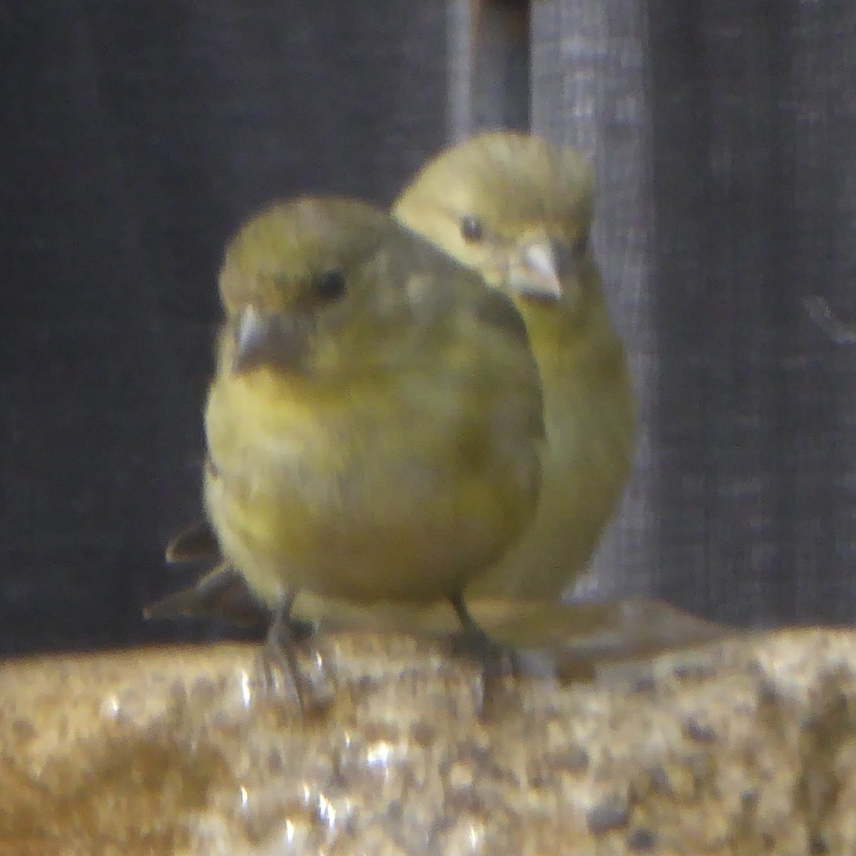 Lesser Goldfinch - Anonymous