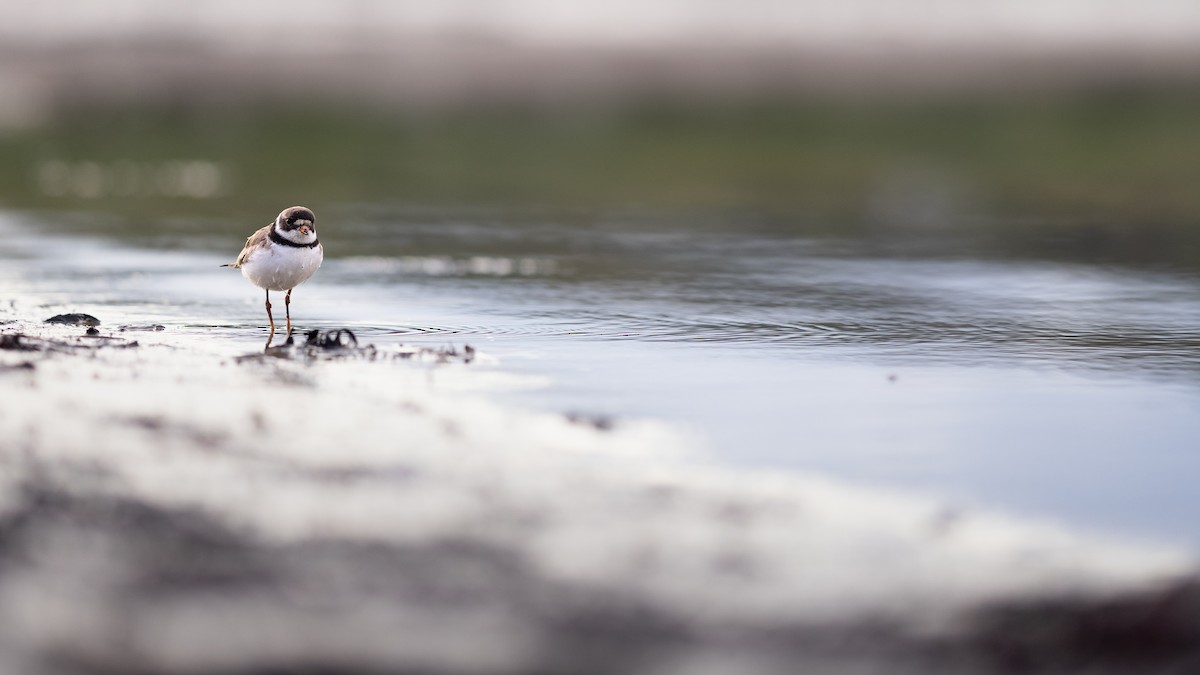 Semipalmated Plover - ML622054865