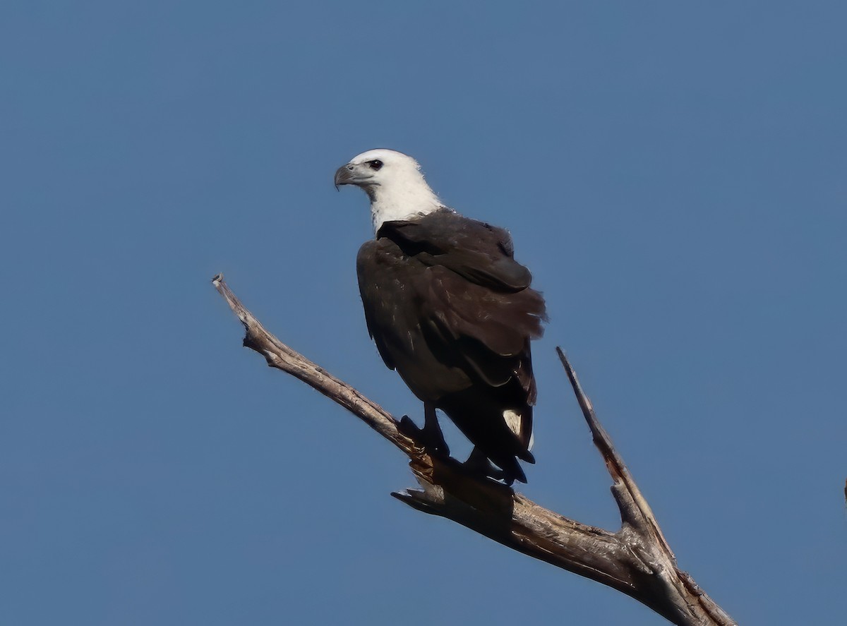 White-bellied Sea-Eagle - ML622054871